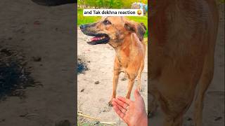 Majnu Bhai ki video 😜 #dog #love #dogshorts #dogvideo #youtubeshorts