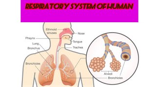 Respiratory system of Human [Anatomy and Physiology of the respiratory system]