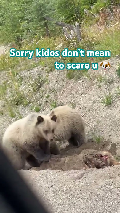 Our road trip. baby Cubs 🐻 mama bear is just watching and waiting forthem #bear #travel #adventure