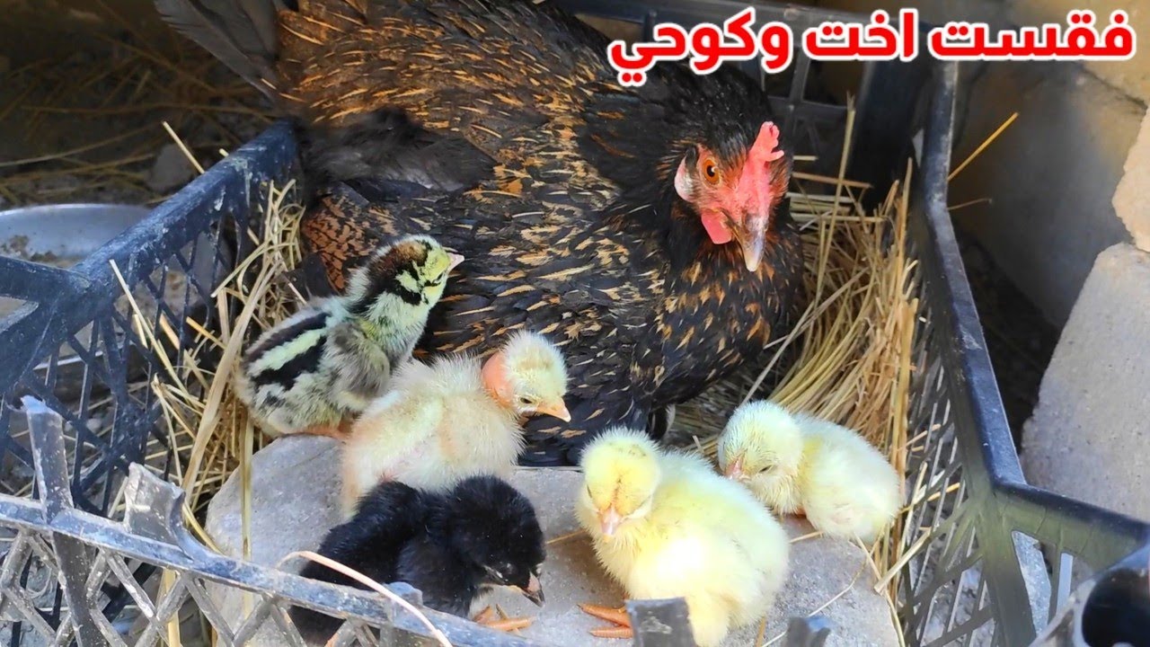 تفقيسة جديدة 🐣 فحصت بيض الدجاج ٩٠ بيضة + شنو الافضل الترقيد او الفقاسة ؟؟