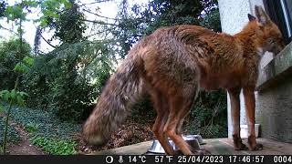 Wildcam001 Fox steals snacks :3