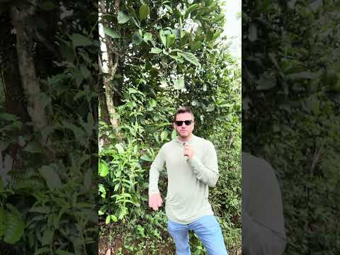 Excelsa Coffee Vietnam