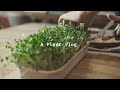 #10 Eng) A Cozy Plant Vlog Grow Some Vegetable | Nông nghiệp hữu cơ tại gia 🌿