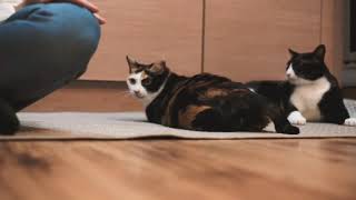 My Cat Loves To Be Spanked