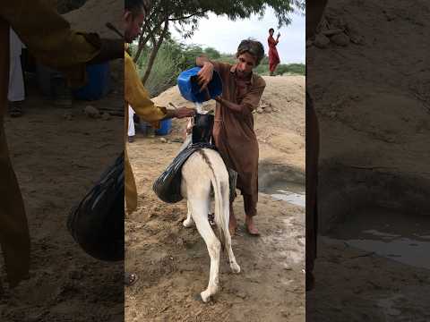 ي ب د و ر ج ل ق ر و ي ق ر يب ا ي م ل أ ال م اء ب ج ه د ك ب ير