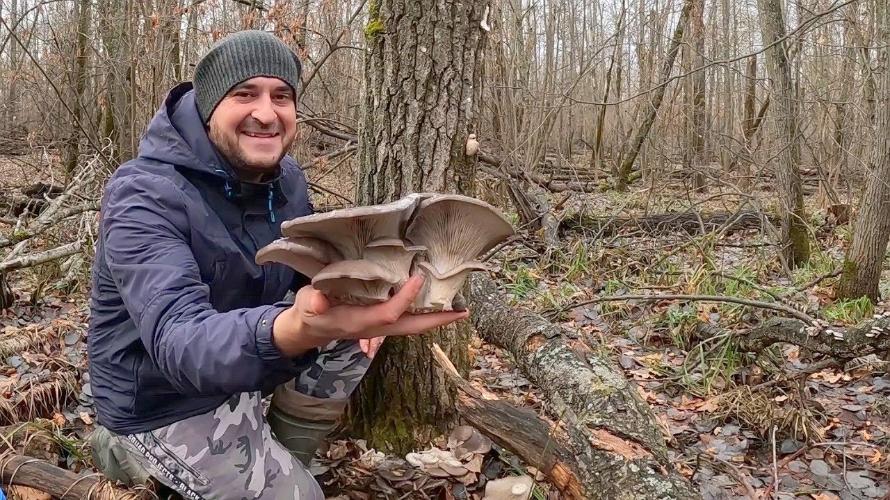 НА ДВОРЕ ЗИМА, А ГРИБОВ НЕМЕРЕНО!!! Самый удачный сбор грибов
