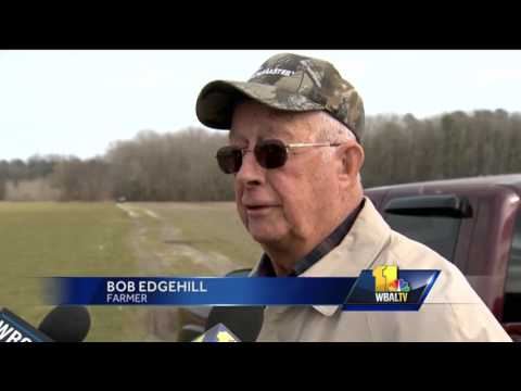 $10K reward offered after cluster of bald eagles discovered dead