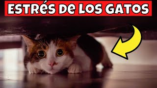 Cómo Saber Si Tu Gato Está Estresado