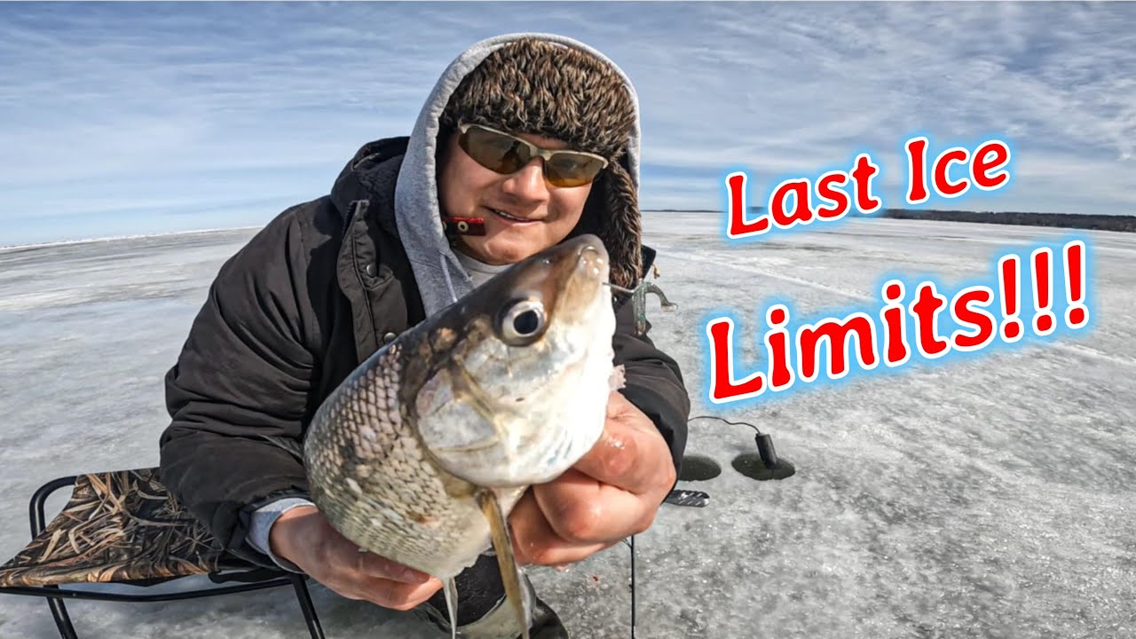 Finally Catching My Limit of Whitefish for the Season! - Last Ice | The Bay of Green Bay | Wisconsin