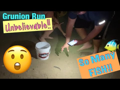 Grunion Run 2020, So Many Fish! 