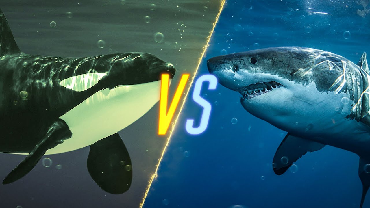 Killer Whale VS Shark - YouTube