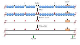 Celebrity Fig 13.19 13.20 Mapping DNase I hypersensitive sites on chromatin Profile