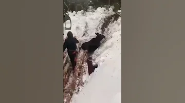 Спасли лося - так мило.