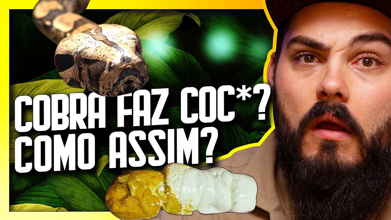 Como é o Coco de uma JIBOIA? Por onde as SERPENTES defecam e fazem Xixi ...