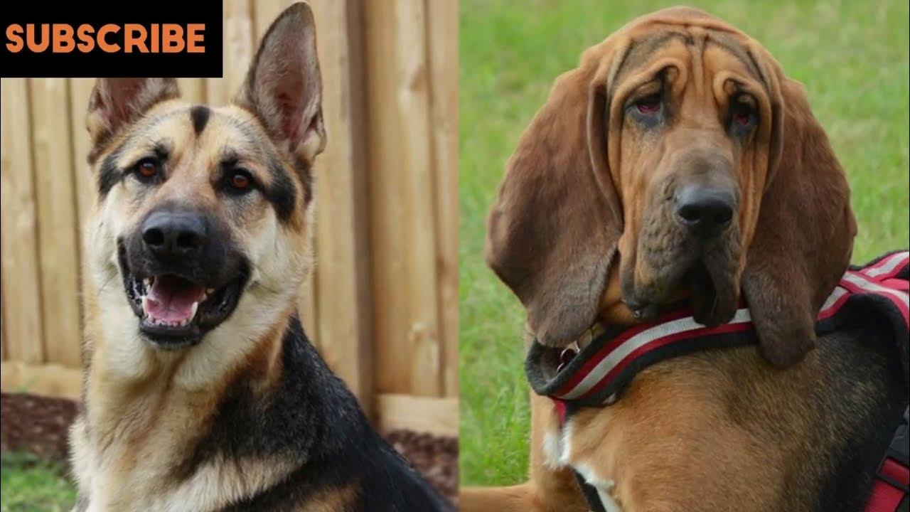 All About Bloodhound German Shepherd Mix GSD Mix YouTube