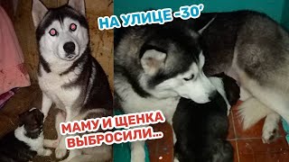 Маму ХАСКИ и ее ЩЕНКА выбросили на мусорку в -30.