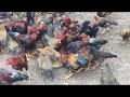 How To Start A Business Chickens Without Money 