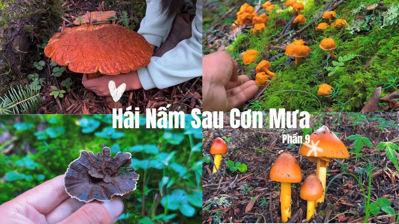 Toàn Nấm Quý Như Trứng Gà, Gan Bò, Ngọc Cẩu | Hái Nấm Sau Cơn Mưa Phần 9