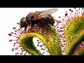 I Tested a Sundew Plant… It Caught Everything