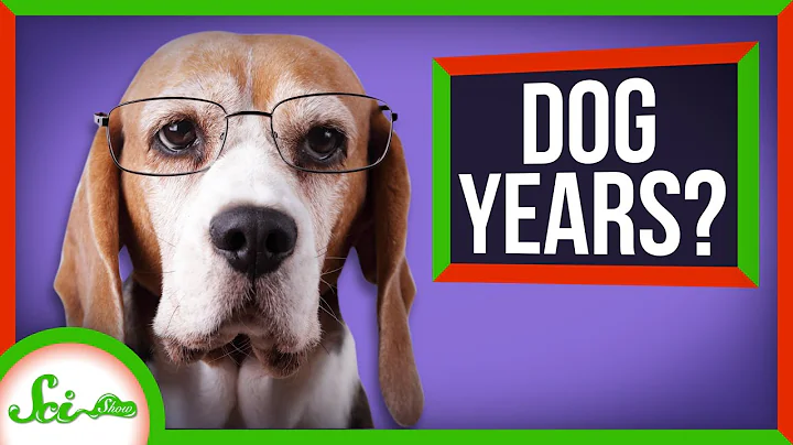 The Truth About Dog Years (Your Pupper Is Older Than You Think!) - DayDayNews