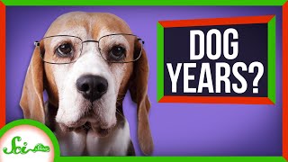The Truth About Dog Years (Your Pupper Is Older Than You Think!)