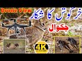 Khargosh ka Shikar || Drone View || 2021