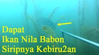 NYELAM NEMBAK IKAN DANAU TOBA, IKAN INI SIRIPNYA KEBIRU BIRUAN, KOK BISA ???? #EPS25