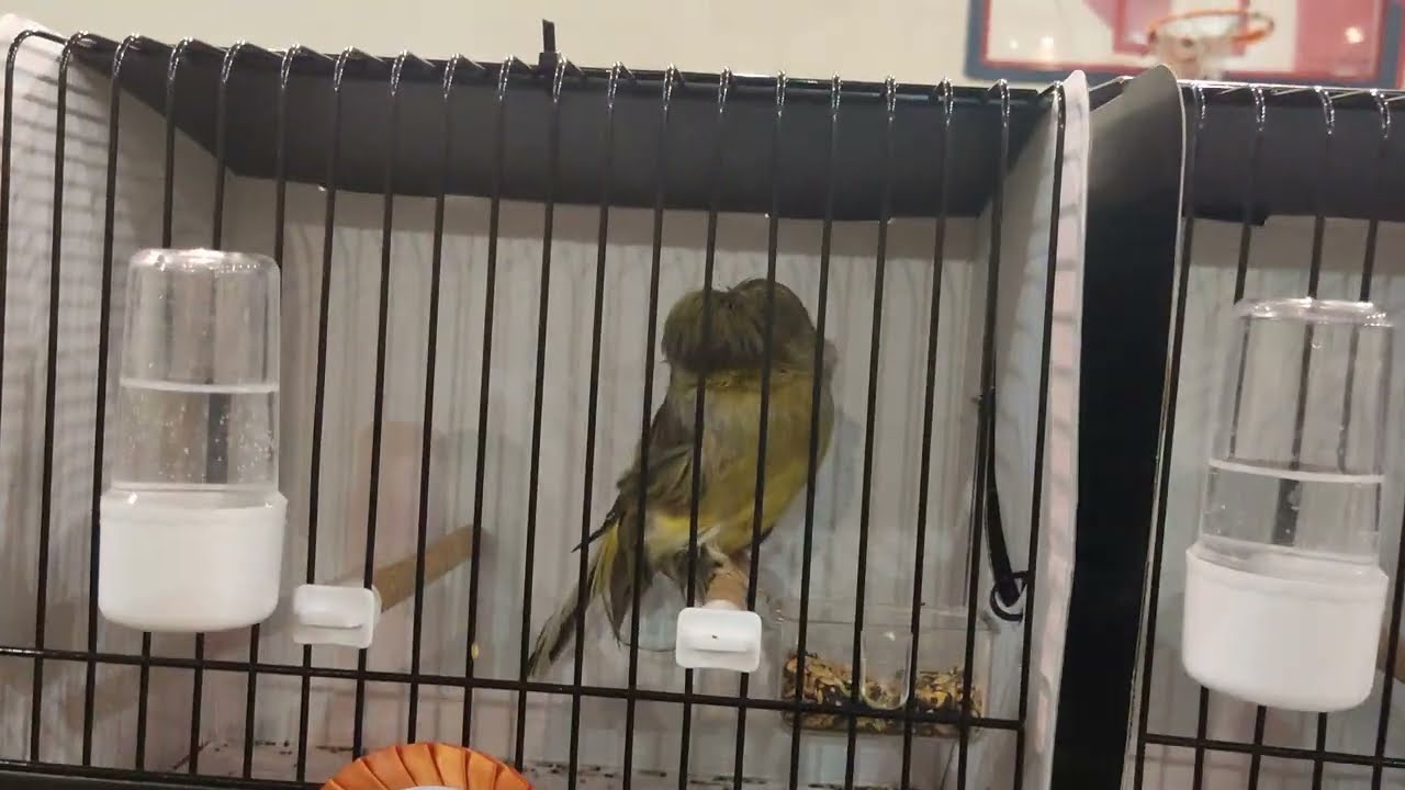 18. Türkiye Crest Clup Yarışması Derece Alan kuşlar