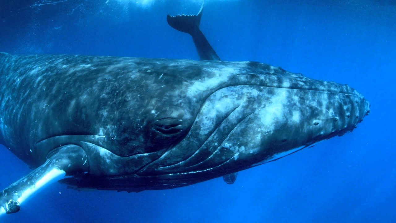 4k Movie Trailer Humpback Whales Trailer Narrated By Ewan Mcgregor Official Imax Theatrical Trai