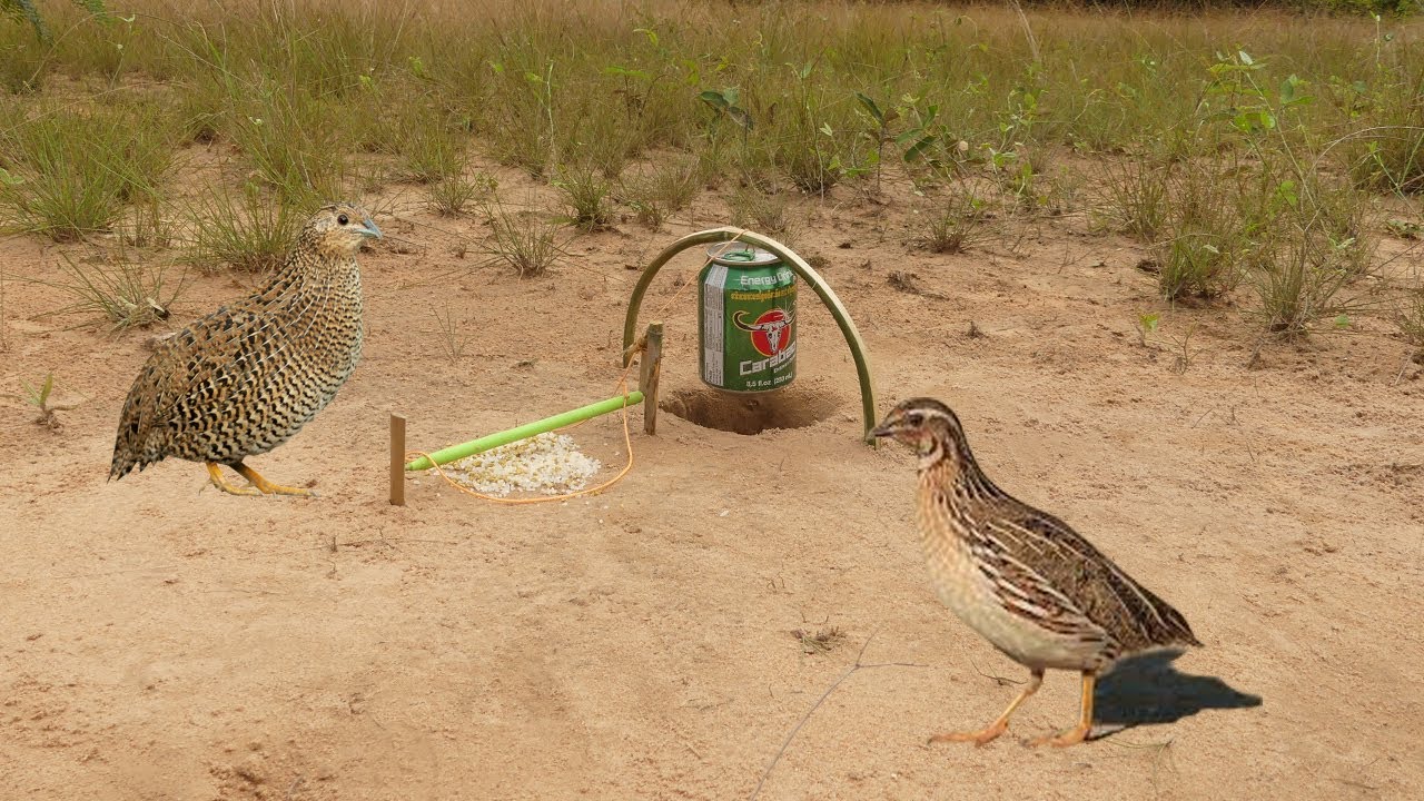 Amazing very easy Quail bird trap Make from Energy Drink CARABAO