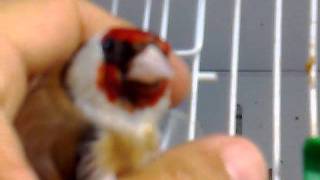 Bili 05.06.2011 ,Stiglic,Grdelin, Stieglitz, Dfinch, Cardellino, Chardonneret, El Jilguero