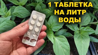 Рассада зеленеет и растет на глазах! Одна таблетка на литр воды!