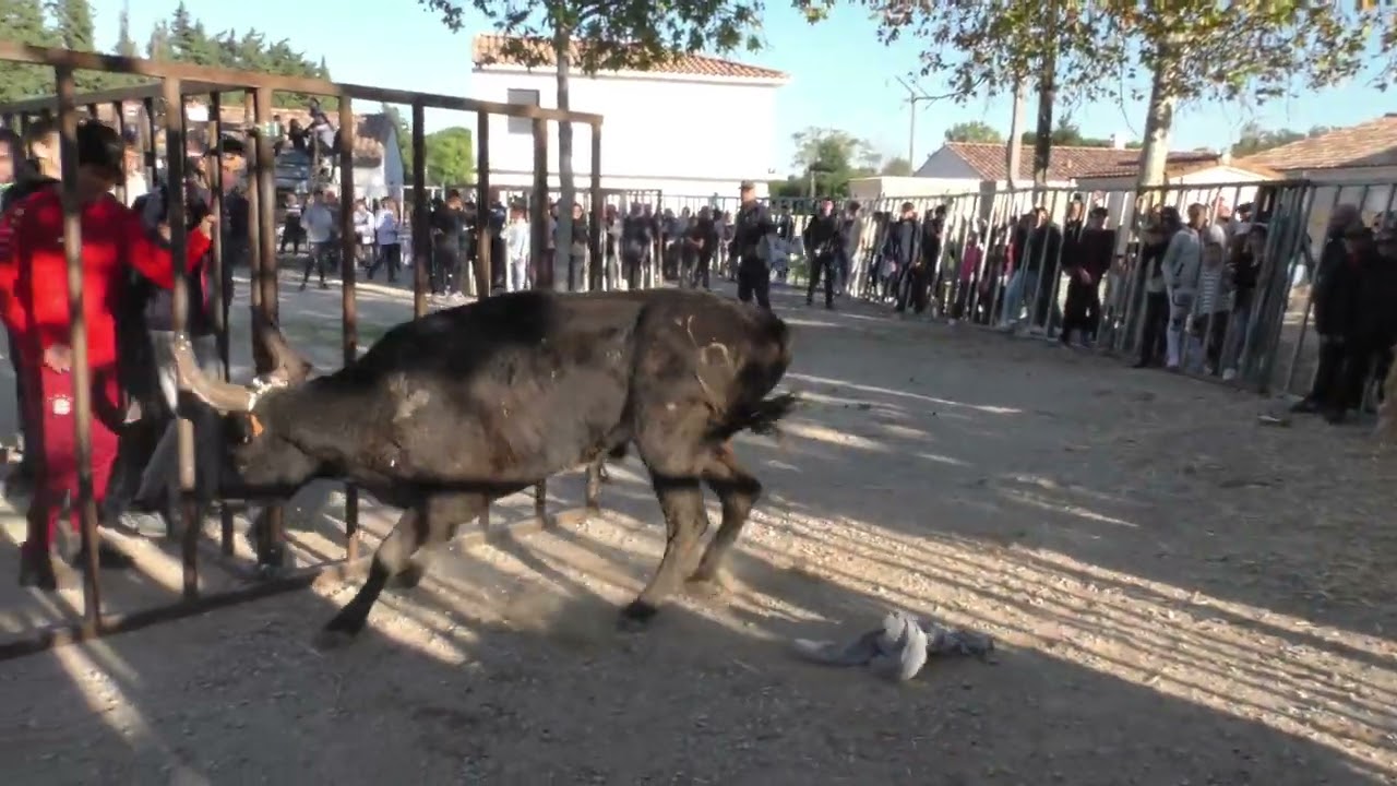 ABRIVADO LONGUE + ENCIERRO DE 8 TAUREAUX MANADE LABOURAYRE À MEYNES LE DIMANCHE 6 NOVEMBRE 2022