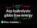 ATP hydrolysis: Gibbs free energy | Biomolecules | MCAT | Khan Academy