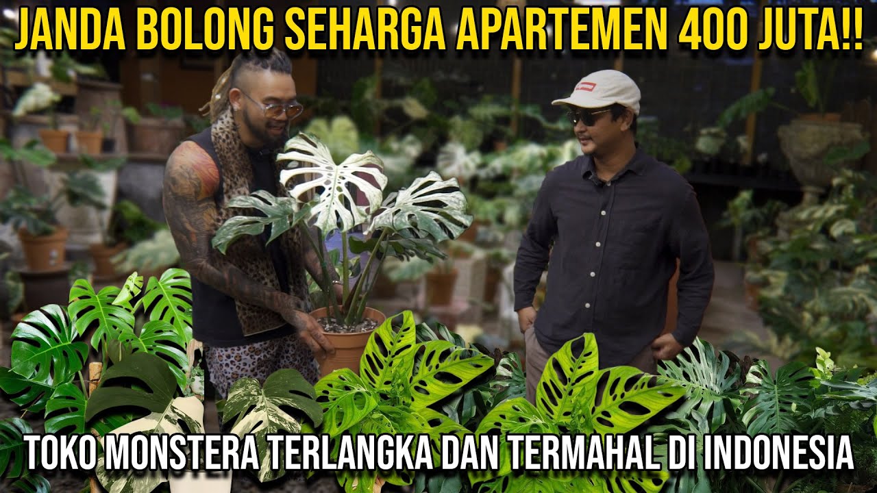 JANDA BOLONG SEHARGA APARTEMEN 400 JUTA !! TOKO MONSTERA TERLANGKA DAN TERMAHAL DI INDONESIA