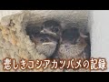 悲しきコシアカツバメの記録