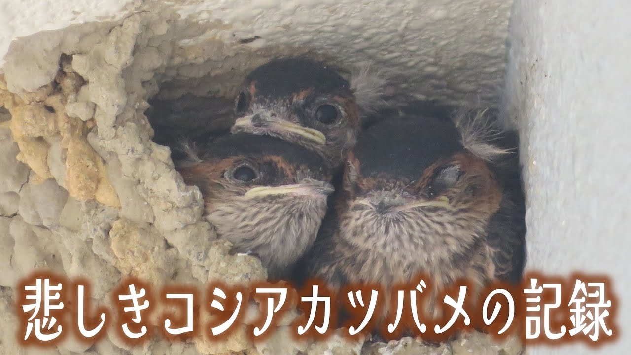 Печальная история краснозадой ласточки