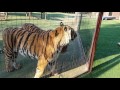 Do tigers get scared if they see themselves in a mirror.