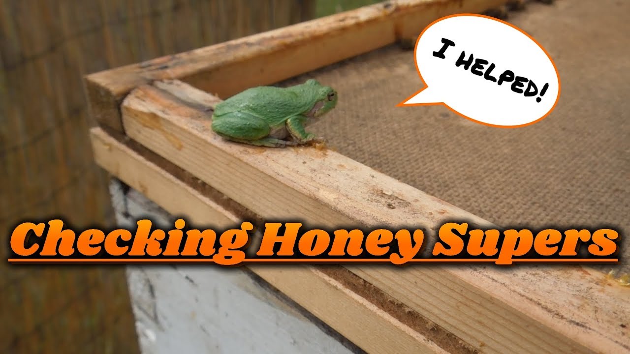 Checking HONEY SUPERS! YouTube