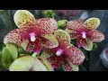 Frontera, Cha Cha, Menkar и другие орхидеи с названиями в магазине ОБИ г. Омск.