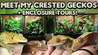 Meet All My Crested Geckos + Enclosure Tour!