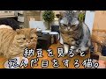納豆を見ると死んだ魚の目をする猫たち。 #猫 #マンチカン