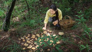 Wild food in the forest｜藏在深林中的野味，错过了再等一年的美食｜#mushroom  #野生菌｜野小妹 wild girl