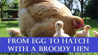 From Egg to Hatch with a Broody Hen