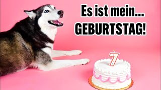 Meeka, der sprechende Husky, wird 7 – so feiern wir Geburtstag! 🎂