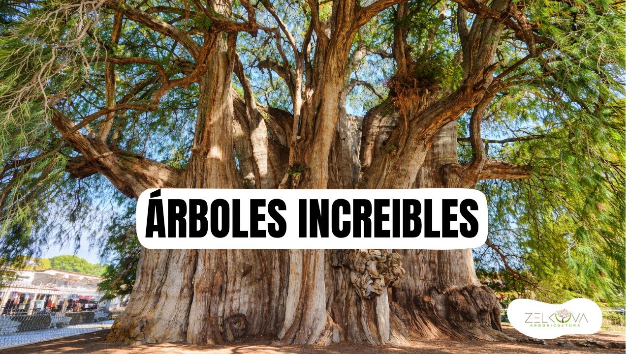 10 ÁRBOLES MEXICANOS - ¡IMPRESIONANTES!