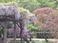 春うららの東京都薬用植物園2014/5/1 の動画、YouTube動画。