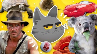 30 Curiosidades Que No Sabías Hace 5 Minutos 😾 | 2