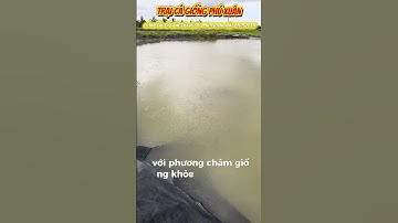 Cá rô phi đơn tính khoẻ mạnh