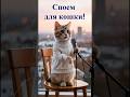 СПОЁМ ДЛЯ КОШКИ. МОЖЕТ, ОЦЕНИТ?  #веселыекоты#юмор#песенка